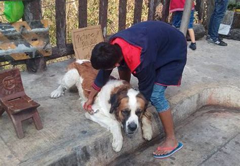 The St. Bernard Dogs in Baguio: Tourist Attractions or Victims of .
